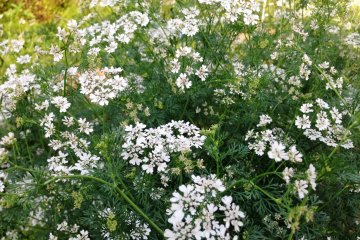 <p>They almost look like forget me not, but are actually Sweet Williams</p>