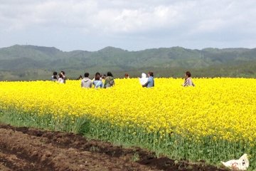 Yokohama's Nanohana Festival