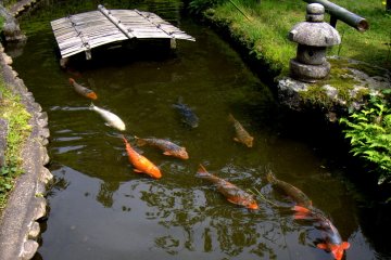 Saya dapat melihat ikan koi berenang selama berjam-jam