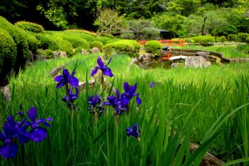 Bunga iris biru di pinggir kolam 