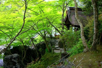The graceful curve of a shrine roof surrounded by rocks and new maple leaves