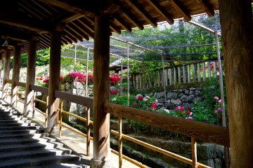 <p>The space alongside the stone steps is ablaze with 7000 peonies.</p>