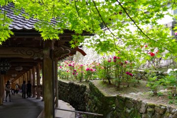 <p>Fresh green surrounding the long roofed corridors</p>