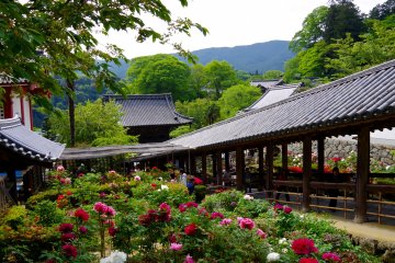 <p>500 kinds of 7000 peonies of white, pink, magenta, and red flowers</p>