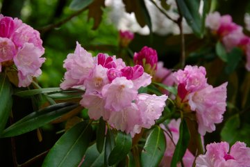 <p>Rosebay</p>