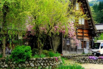 <p>Daun baru dan bunga sakura yang telat mekar.</p>