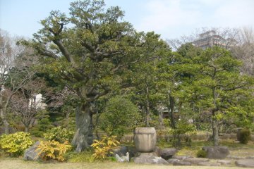 <p>Gnarled old trees have plenty of character</p>