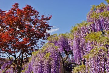 <p>La beaut&eacute; des glycines &eacute;clate au grand jour. Le prix d'entr&eacute;e varie suivant la saison et la floraison des glycines. Attendez-vous &agrave; des tarifs allant de 700&yen; &agrave; 1 600&yen;. La meilleure p&eacute;riode pour visiter le parc, lorsque les glycines sont en pleine floraison, co&iuml;ncide g&eacute;n&eacute;ralement avec la Golden Week (la premi&egrave;re semaine de mai), et c'est &agrave; ce moment que les billets sont les plus chers.</p>