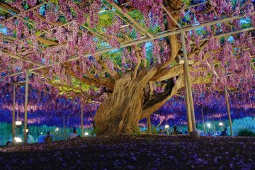 <p>Une sorte diff&eacute;rente de glycine, avec plusieurs types de fleurs</p>