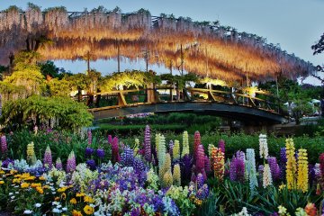 <p>Une arche par&eacute;e de glycines, splendide... En visitant le parc d'Ashikaga, je m'attendais simplement &agrave; y voir des glycines, mais la diversit&eacute; des fleurs, illustr&eacute;e ici au premier plan, fournit un contraste parfait &nbsp;&agrave; l'arche en arri&egrave;re-plan.</p>