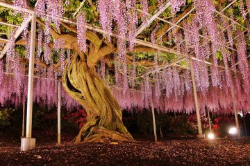 <p>Une glycine gigantesque, &eacute;clair&eacute;e de nuit</p>