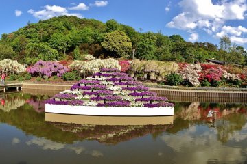 <p>Le parc d'Ashikaga est tout aussi splendide de jour. C&eacute;l&egrave;bre pour ses glycines, vous pourrez &eacute;galement y admirer de nombreuses autres fleurs. En arri&egrave;re-plan, les collines contribuent &agrave; magnifier ces merveilleux paysages naturels de la pr&eacute;fecture de Tochigi. De nombreuses personnes viennent aussi visiter le parc en &eacute;t&eacute;, lorsque ses &eacute;tangs sont recouverts de lys blancs.&nbsp;</p>
