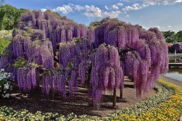 <p>Vue panoramique sur une glycine gigantesque dans l'enceinte du parc</p>
