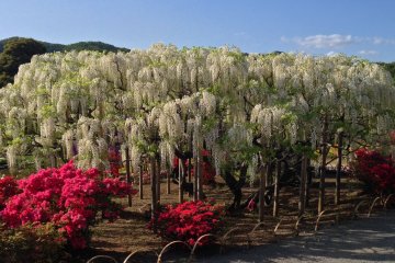 <p>La glycine n'est pas uniquement de couleur lavande, elle est parfois aussi de couleur blanche&nbsp;&mdash; ici, vue panoramique sur une glycine blanche justement</p>