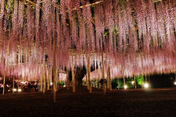 <p>Une derni&egrave;re photo pour la route, avant de rentrer &agrave; la maison. Le parc est &agrave; une heure de route de Tokyo &agrave; peine. Il est donc possible d'y rester tard le soir, en sachant que le parc est ouvert jusqu'&agrave; 21h lorsque les glycines sont illumin&eacute;es de nuit.</p>