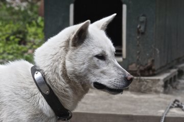 <p>The ever-vigilant watch dog</p>