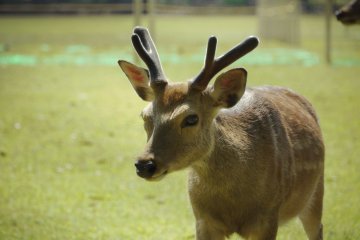 <p>Deer are everywhere around Nara Park, they are not afraid of people and it's very common to see them walk by you.&nbsp;</p>