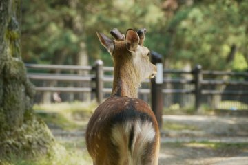 <p>A young deer having a walk in the city on a sunny day.&nbsp;</p>
