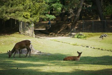 <p>Deer relaxing in the park.</p>