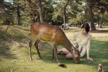 <p>Some deer are really friendly and would let you pet them.&nbsp;</p>