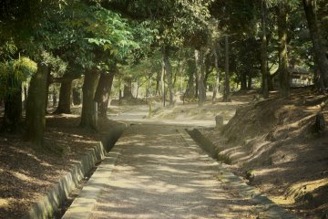 <p>Nara Park has some beautiful, mysterious alleys and the golden light turns them into soft watercolor paintings.&nbsp;</p>
