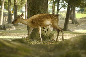 <p>Deer can be spotted all over the park and their colors blend beautifully with its warm tones.</p>