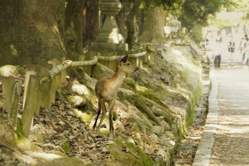 <p>A cute deer in a busy alley.</p>