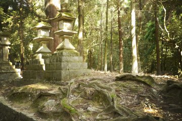 <p>Impressive roots of the oldest trees.&nbsp;</p>