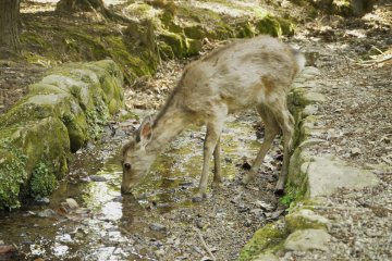 <p>A deer having a refreshing drink in a water stream.&nbsp;</p>