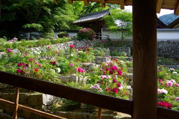<p>Peony gardens beside roofed passageways to the main hall</p>