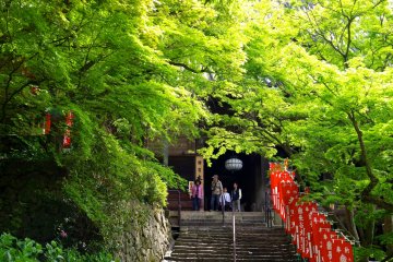 <p>Stone steps surrounded by fresh green</p>