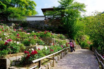 <p>People enjoying peony flowers in May</p>