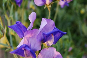 Sweet peas