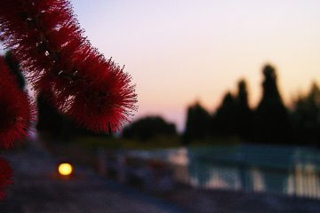Bottle brush