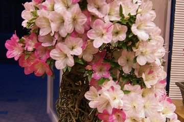Azalea bonsai at Uji Botanical Park, Kyoto Prefecture