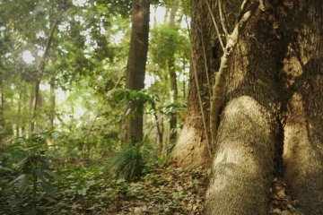 <p>Natural golden colors in the forest surrounding the shrine.&nbsp;</p>