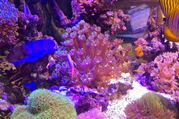 <p>Beautiful fish tank sits at the front counter</p>