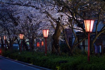 Take a stroll along Takasegawa canal nearby