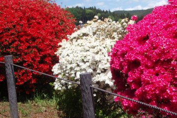 <p>Red, white, and orange color azaleas</p>