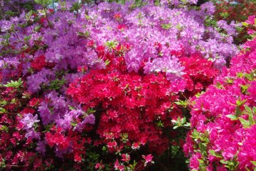<p>Purple and red flowers are mixed</p>