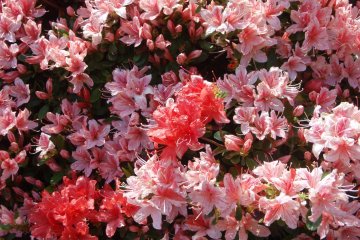 <p>Each flower is pretty</p>