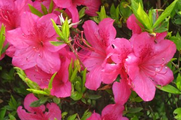 <p>Typical azalea</p>