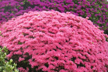 <p>Azalea bushes are arranged in round shapes</p>