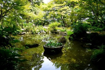 <p>A peaceful pond surrounded by mature trees is beautiful in every season &nbsp;</p>