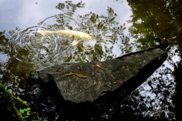 <p>The ponds hold many koi</p>