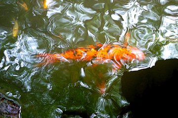 <p>Orange koi glides beneath a rippled surface</p>