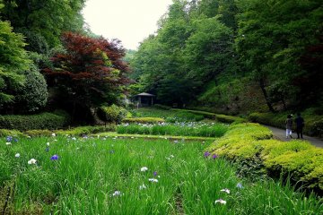En regardant vers les jardins d'iris et la pergola