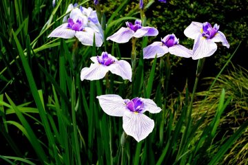  Si vous aimez les iris vous allez certainement apprécier la gamme de couleurs différentes et les différentes variétés