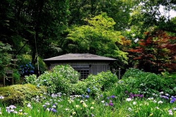 Des iris devant la petite maison du moulin