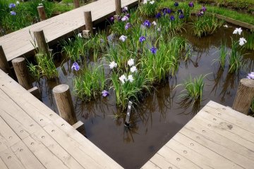 Des parties de l'étang ont des passerelles en bois pour mieux profiter des jardins d'eau